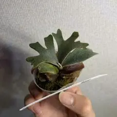 P.willinckii 'goldenboy'金童 spore - メルカリ
