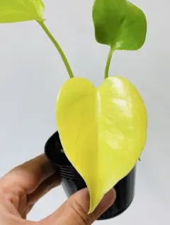 46モンステラ デリシオーサ 'Triple Yellow' 新種 - メルカリ