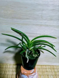 2025年最新】羆 富貴蘭の人気アイテム - メルカリ