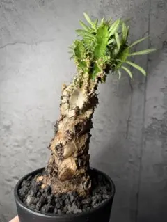 2026年最新】ムランジーナの人気アイテム - メルカリ