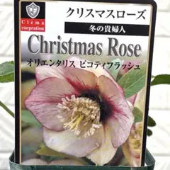 Shizuku農園⭐️様 リクエスト 3点 まとめ商品