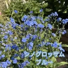 シノグロッサム　シナワスレナグサ　ブルー　種　60粒