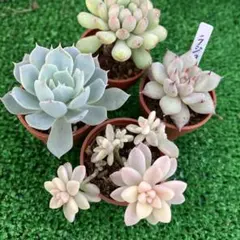 2025年最新】姫秀麗錦の人気アイテム - メルカリ