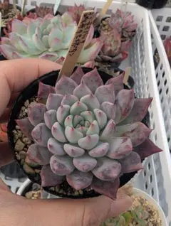 2025年最新】コロラータ×沙羅姫牡丹の人気アイテム - メルカリ