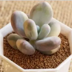 多肉植物♡じゅんちゃん様専用♡