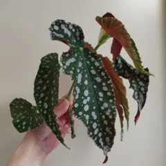 ★希少★ベゴニア マクラータ メルカリ便 発根完了 美しいベゴニア ベゴニアマクラータ発根済み水苔植え 2号ポットごと