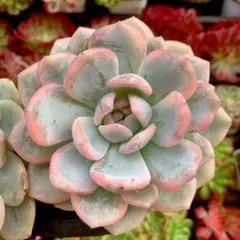 2025年最新】モンロー錦の人気アイテム - メルカリ