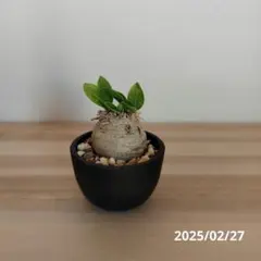 【希少！極上株】パキポディウム恵比寿笑い　ブレビカウレ　現地球 発根済み 希少！極上株】パキポディウム恵比寿笑い ブレビカウレ 現地球