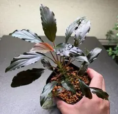 Homalomena anthurioides ホマロメナ アンスリオイデス - メルカリ