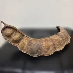 モダマ 巨大豆 （石垣島産）ドライフラワー インテリア 自然素材