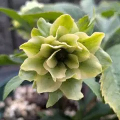 2025年最新】大木ナーサリーの人気アイテム - メルカリ