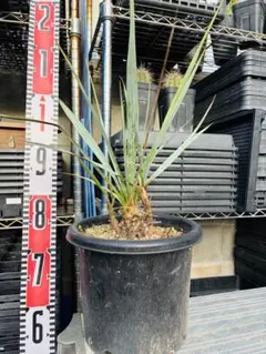 2025年最新】ユッカリギダの人気アイテム - メルカリ