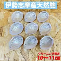 天然アワビ　磨き あわび貝殻　アバロンシェル No.48
