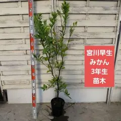 せとか 4年目 ( 3年生 ) みかん 柑橘 苗 苗木 果樹 PVP - メルカリ