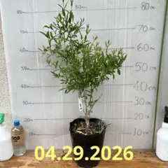 ☆塩原花園☆新品種☆ザクロ 超レア☆4.5号鉢☆5月初〜発送☆購入希望