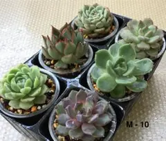 多肉植物セット M-10【6種セット】エケベリア