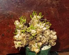 2025年最新】チレコドン 万物想の人気アイテム - メルカリ