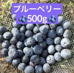 【農薬不使用】ブルーベリー 生 500gのサムネイル