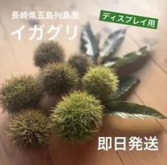 【ディスプレイ用】五島産イガグリ