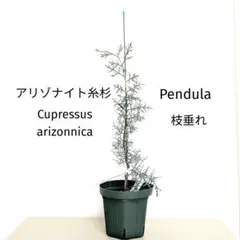 アラスカヒノキ　檜　枝垂れ　nootkatensis　苗 アラスカヒノキ 檜 枝垂れ nootkatensis 苗 - メルカリ