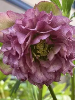 広瀬園芸✨イエロー＆グリーン✨多弁♥クリスマスローズ♥来季用 広瀬園芸✨イエロー＆グリーン✨多弁♥クリスマスローズ♥来季用