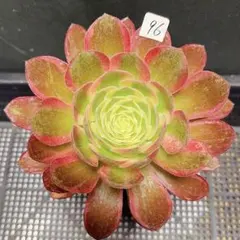 アエオニウム 海仙 抜き苗 ブーケ群生苗 特大苗 - メルカリ