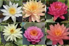 may(犬猫なし非喫煙)様 リクエスト 2点 まとめ商品