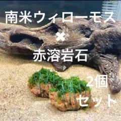 【フサフサ感が癒し】南米ウィローモス✖︎赤溶岩石（3-4cm）✖︎2個のサムネイル