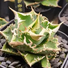 しげだい様 リクエスト 2点 まとめ商品