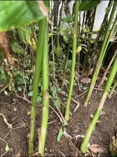 ショウガ苗 5本のサムネイル