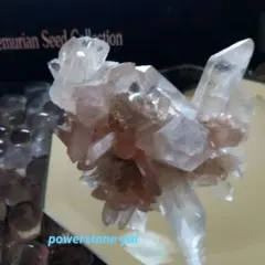 ヒマラヤ産ロシアンレムリアンシード