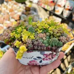 ソラ様 リクエスト 2点 まとめ商品