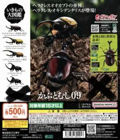 いきもの大図鑑　かぶとむし09 5種セット　オンライン版　樹皮台座付