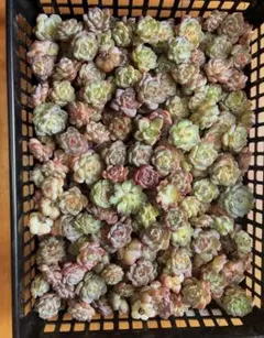 韓国苗多肉植物寄せ植え乜ットカット苗詰め合わせセット100苗