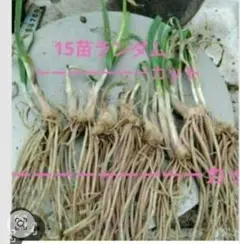 부추 모종 15종 랜덤 선정