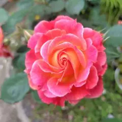 VIP ROSE 薔薇苗 バラ苗 押し木苗 V!c G00dness - メルカリ