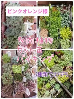 2025年最新】ロッティ交配種の人気アイテム - メルカリ