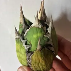 今日まで　値下げ　ゴリ猫　赤猫　レッドキャット　チタノタ　アガベのサムネイル