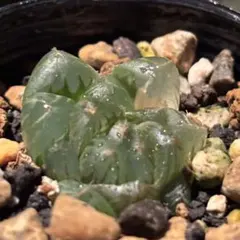 34 ハオルチア 水中月錦 オブツーサ錦 多肉植物 糊斑 極上斑 鮮明錦