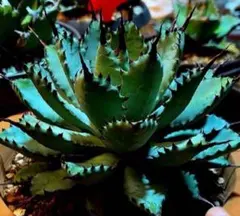 2025年最新】屈原の舞扇の人気アイテム - メルカリ