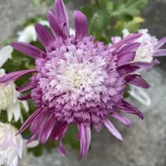 菊苗　白→紫色 変わり咲き 丁子咲き 挿し木苗 花苗 レア　秋咲き　1塊　冬至芽