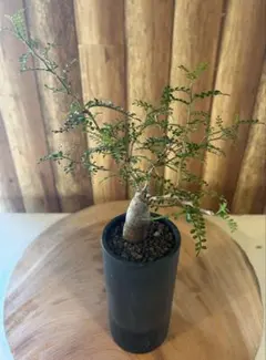 2025年最新】オペルクリカリア 斑入りの人気アイテム - メルカリ