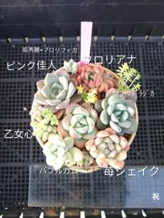 2026年最新】多肉 抜き苗 セットの人気アイテム - メルカリ