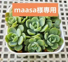 maasa様 リクエスト 5点 まとめ商品