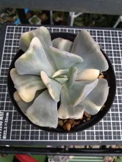 多肉植物 キュービックフロスティ錦 カット - メルカリ