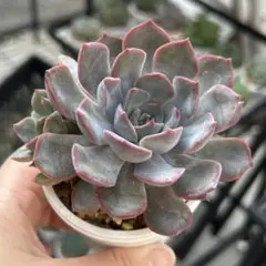 多肉植物 ♡ リラシナ ♡ 抜き苗 - メルカリ