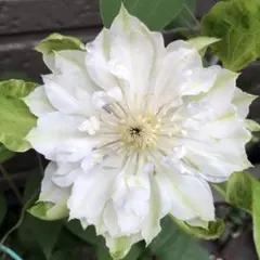 クレマチス グレーヴェ•エリック•ルース♥️希少品種 残り僅か - メルカリ
