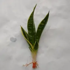 ⑥サンスベリア