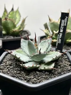 2025年最新】アガベ屈原の舞扇の人気アイテム - メルカリ