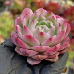 ピンククリスタルローズ錦 エケベリア 多肉植物 美斑 1苗 - メルカリ